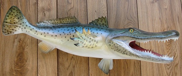 Florida Gator Trout