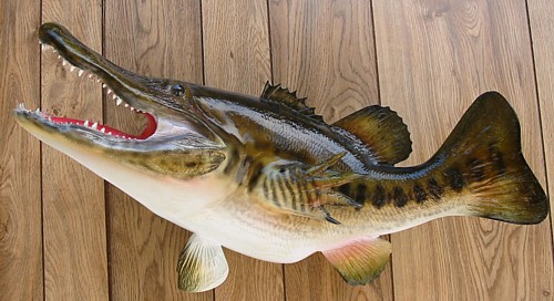 Florida Gator Bass