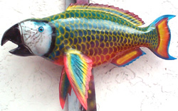 Scarlet Parrot Fish