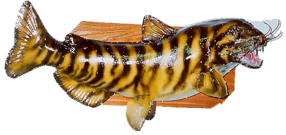Tiger Cat Fish