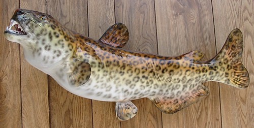 Leopard CatFish