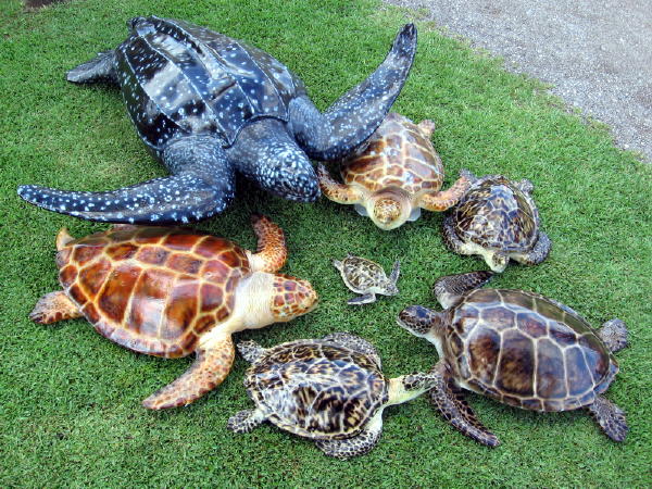 Group of Turtles