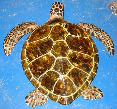 Small Loggerhead Turtle